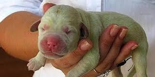 perro-verde-1