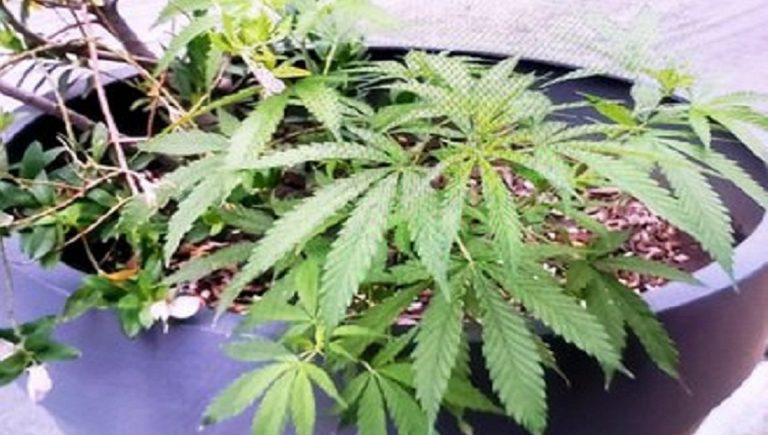 MARIHUANA-768x435
