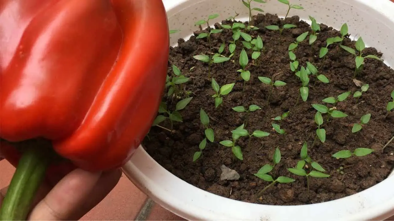 Coltivazione-domestica-peperoni