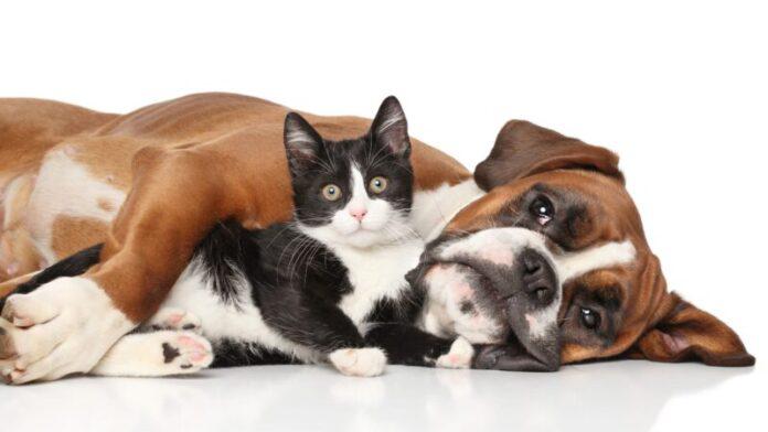 turno-castrar-gratis-perros-gatos-tres-de-febrero-e1622658797142-696x392