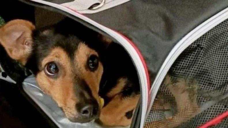 liberacion-coco-aeropuerto-ezeiza