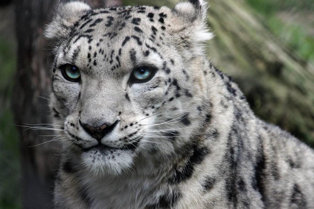leopard-de-las-nieves