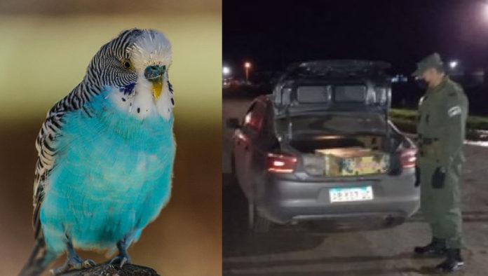 loros-san-francisco-696x394