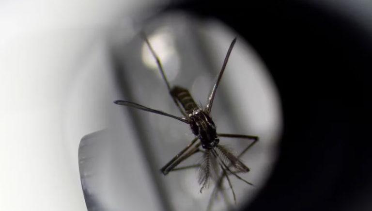 dengue-768x435