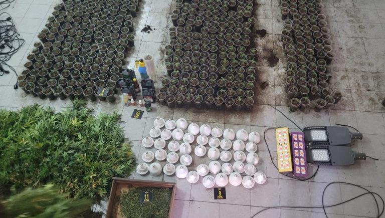 invernadero-marihuana-768x435