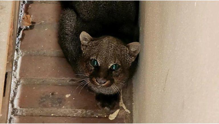 aparecio-un-yaguarundi-en-escuela-de-traslasierras-768x435