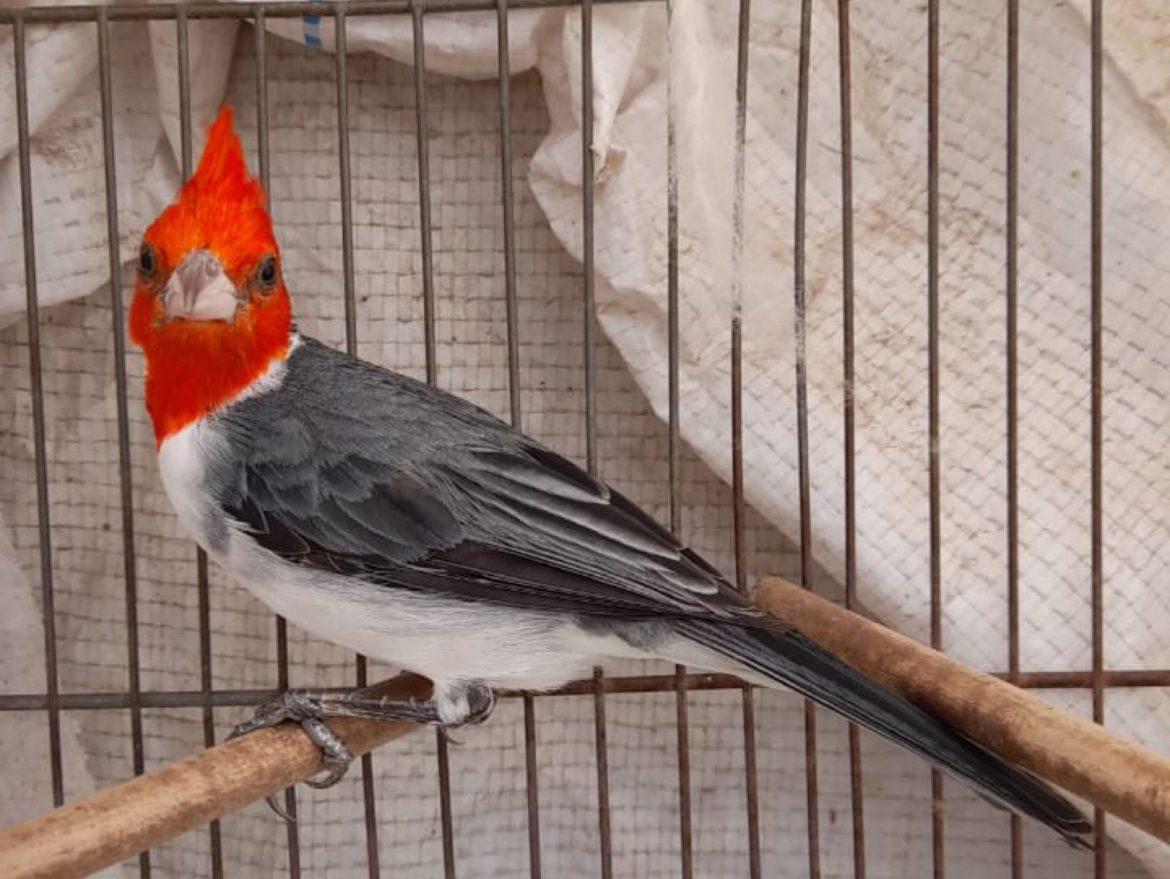 aves-1170x879