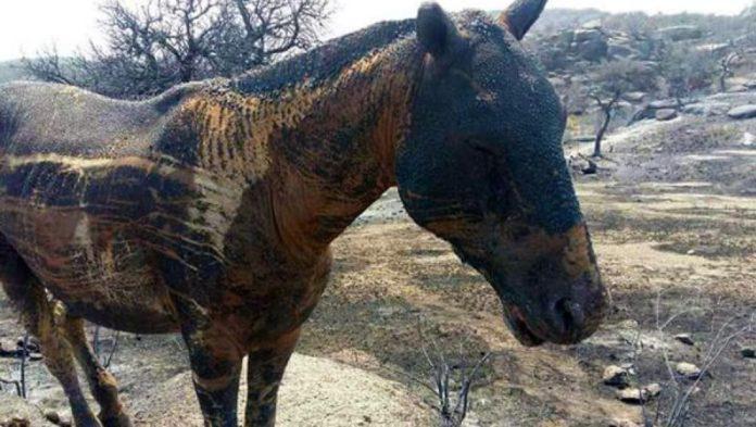 Caballo-quemado-1-696x393