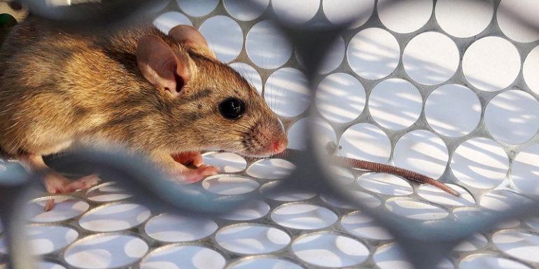 hantavirus-770x384-1