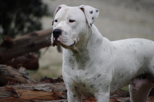 enfermedades_mas_comunes_del_dogo_argentino_23281_600
