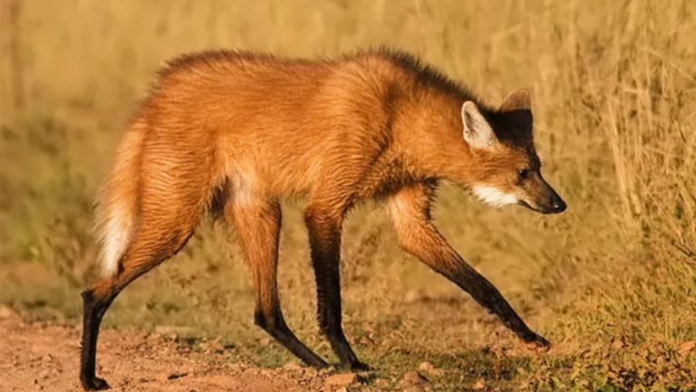 Diseno-sin-titulo-2024-06-10T120840.662-768x433