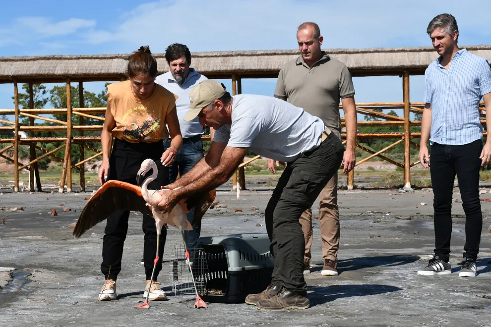 Se-liberaron-mas-de-20-ejemplares-silvestres-en-Marull-y-La-Para-10
