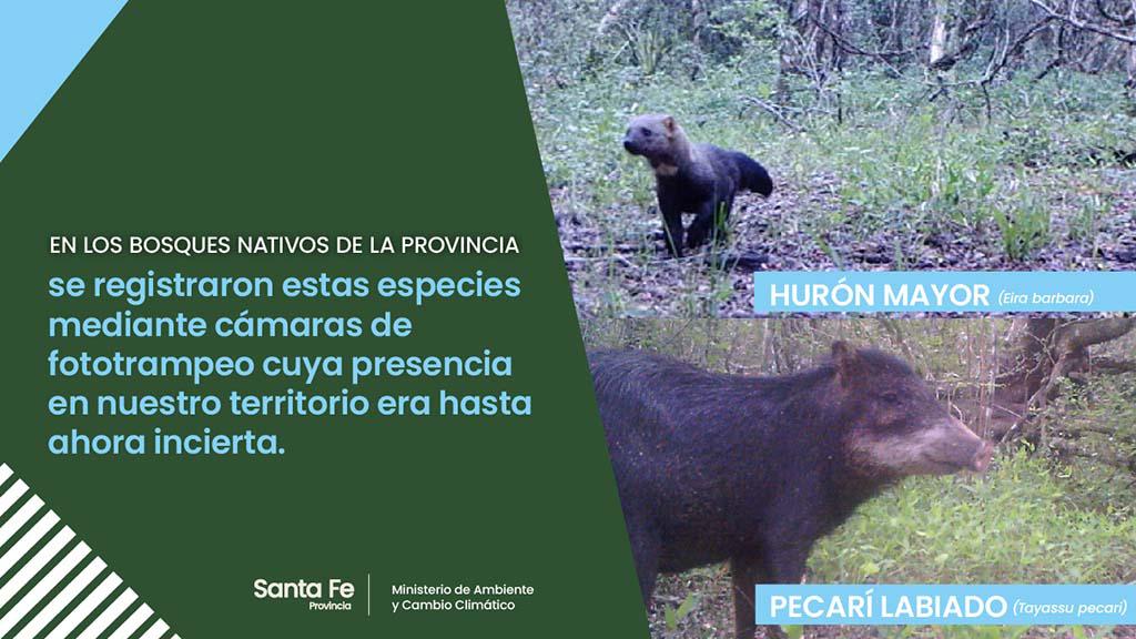 Especies-bosques-nativos