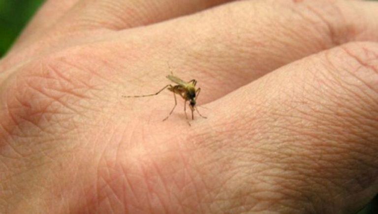 casos-dengue-pais-768x435