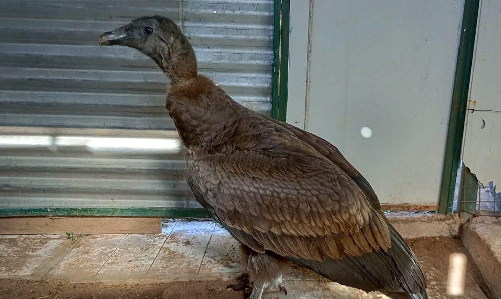 condor2-e1721593747223