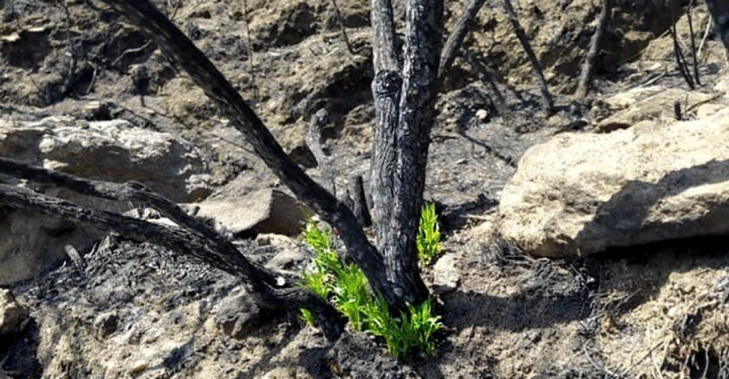 naturaleza-cordoba-incendios-1024x533