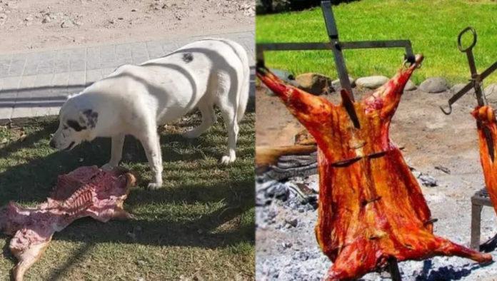 concejales-lechon-696x394