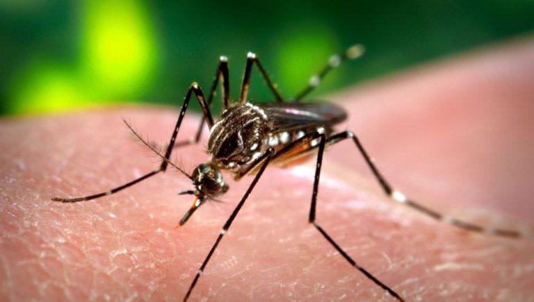 Dengue-2-e1710854915630-768x435