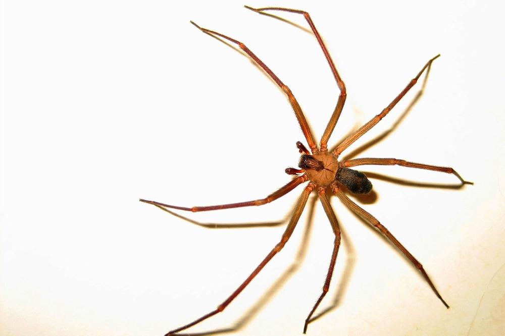 Araña del rincón